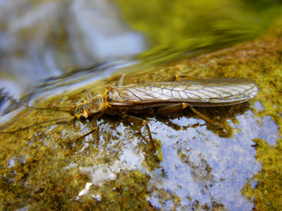 Golden Stonefly