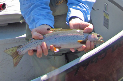 Holston River Rainbow Trout