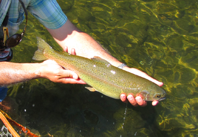 Holston River Rainbow Trout