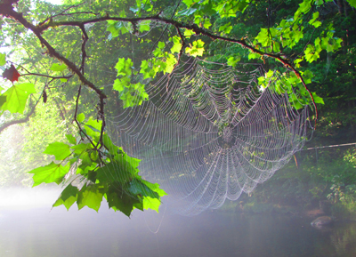 Misty Morning