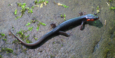 RedCheekSalamander