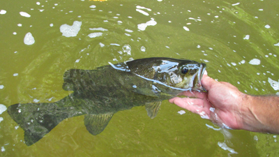 Smallmouth Bass in water