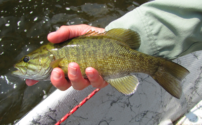 Smallmouth Bass in hand