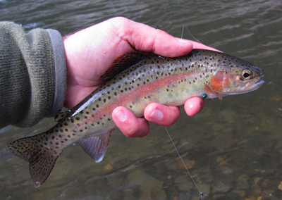 Winter Highland Trout