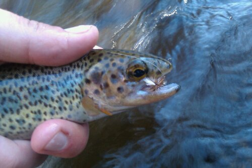 Dry Fly Rainbow