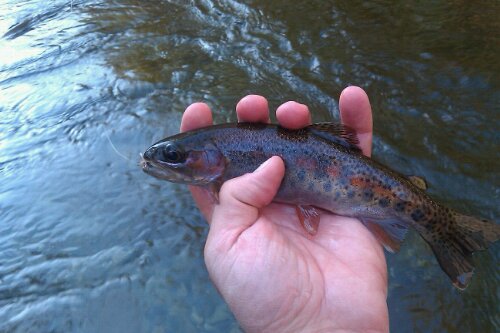 Rainbow Trout