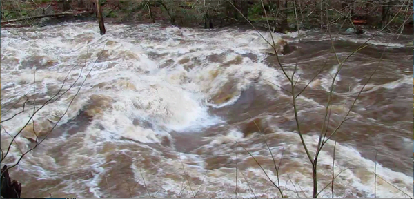 Blown out rivers = small creeks. I ain't mad at it #steelhead #simps #fly # fishing