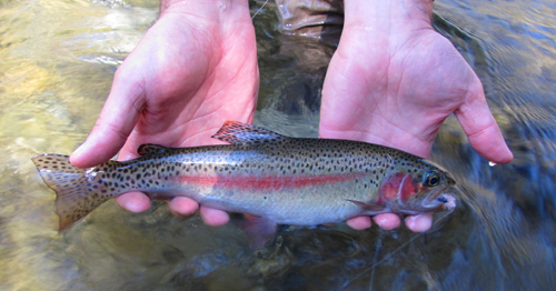 Generic Trout Glide - Brown Trout - Clyde's Cranks