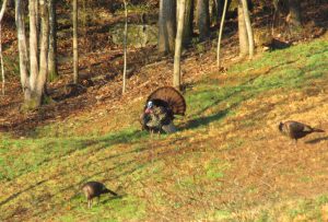 Strutting tom turkey