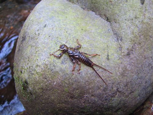 stonefly nymph in water