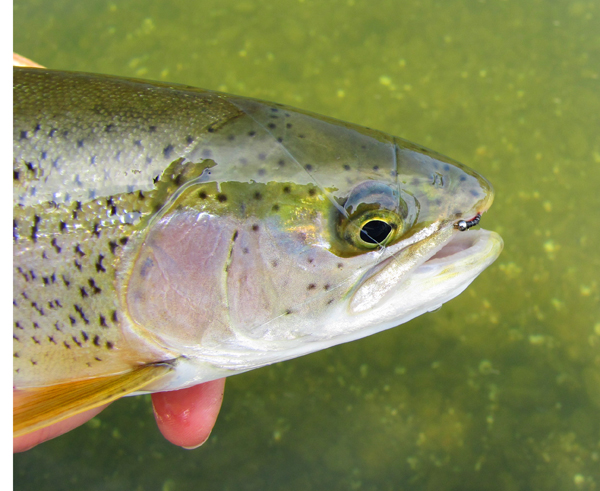 Quick Pic: Tailwater Rainbow Trout on a Midge