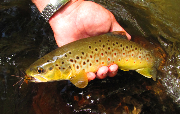 The Golden Stonefly Nymph for trout fishing