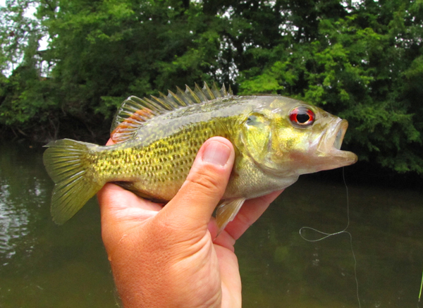 A Week of Warm Water Fly Fishing