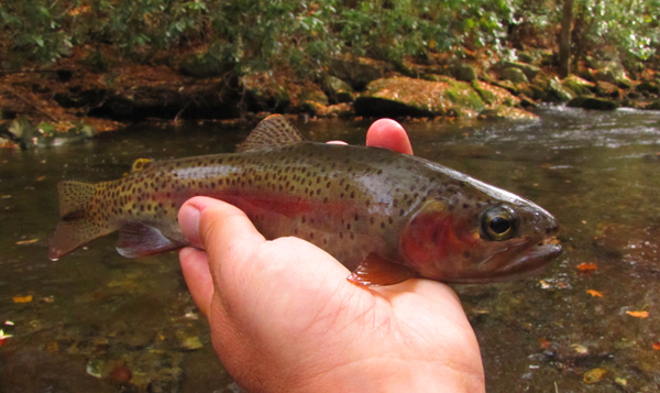 BUFF FIRST EVER HAZEL CREEK FALL BROWN TROUT TRIP 