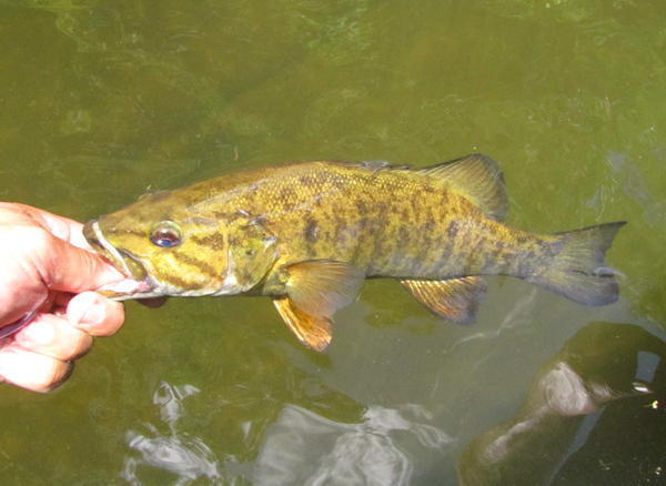 Fly Fishing for Smallmouth Bass - The Nolichucky River 