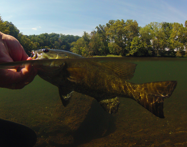 Smallmouth Bass Top to Bottom