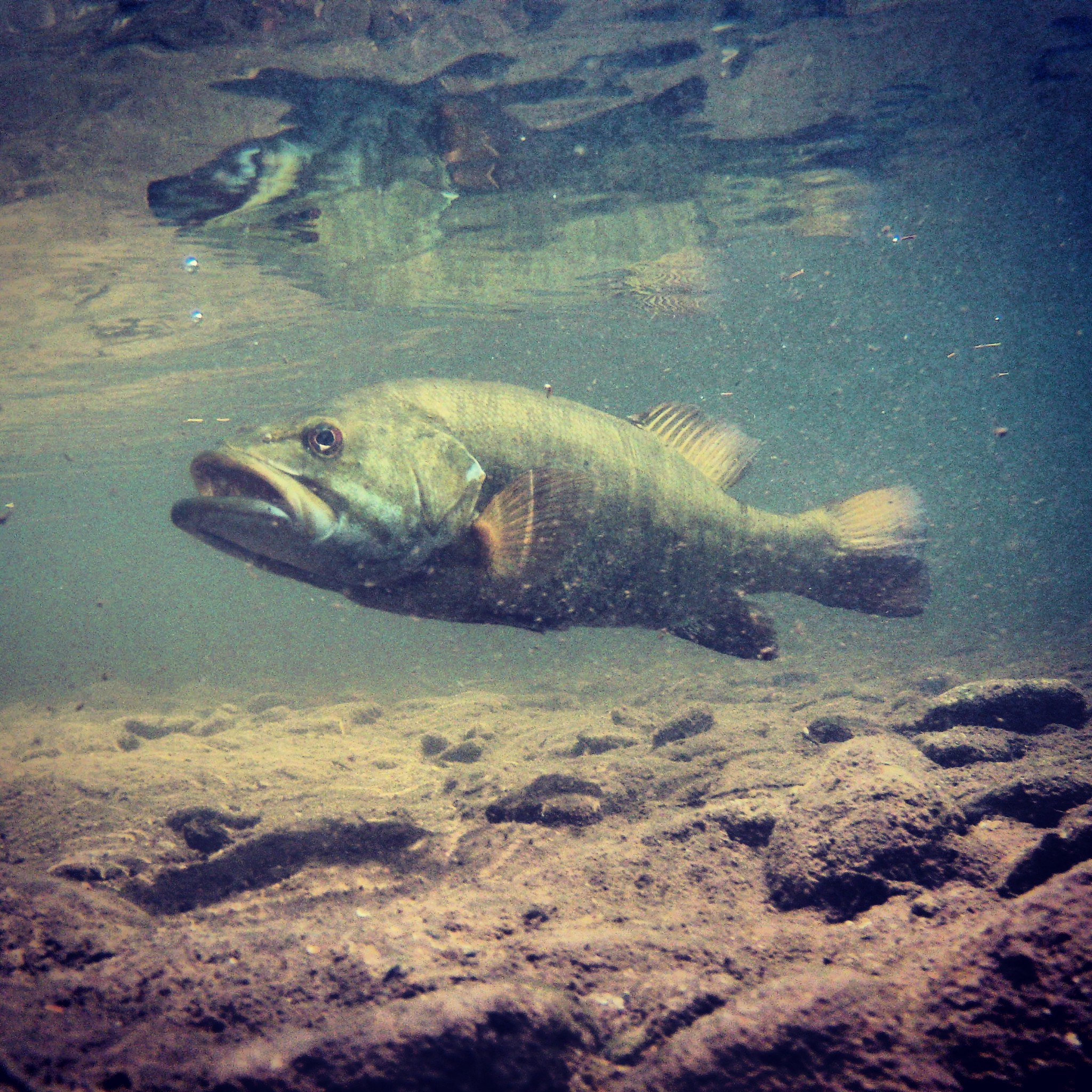 Holston River smallmouth bass