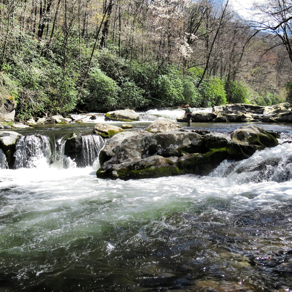 BUFF FIRST EVER HAZEL CREEK FALL BROWN TROUT TRIP 