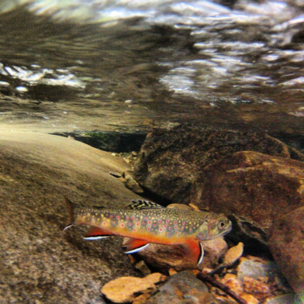 Fishing with Nymphs - Getting Down to the Trout by Forrest A