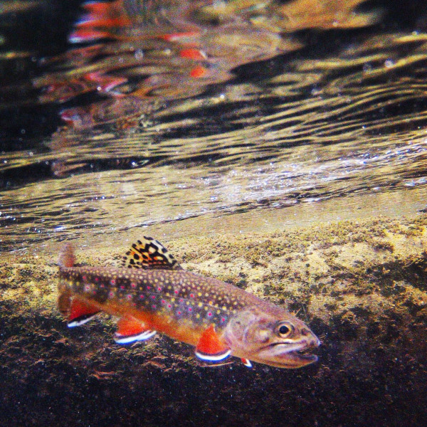 wild smoky mountain brook trout