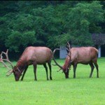 Bull Elk Grazing in Cataloochee Valley, Great Smoky Mountains