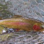 Clinch Rainbow Trout