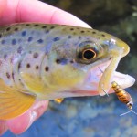 Brown Trout with Tellico Nymph