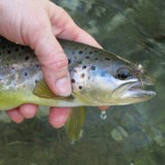 Smoky Mountain Brown Trout with a dry fly