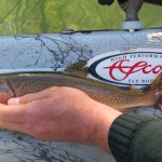 Brook Trout on measuring tape