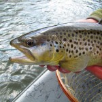 Clinch River Brown Trout