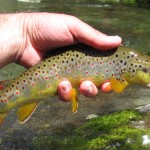 Colorful Smoky Mountain brown trout