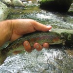 Smoky Mountain Rainbow Trout