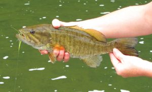 Smallmouth Bass with Clouser Minnow