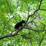 Bear Cub Up A Tree