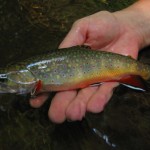 Smoky Mountain BrookTrout