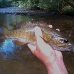 Smallmouth Bass from the Creek