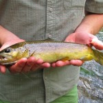 A dry fly surprise!