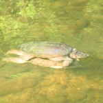 Mating snapping turtles