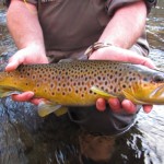 Large wild smoky mountain brown trout