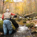 Fall Color On The Stream