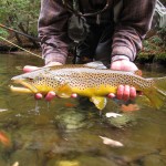 Huge wild brown trout from the Smoky Mountains