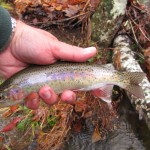 Rainbow trout on a Tellico Nymph