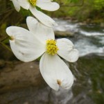 Dogwood blooms on river