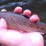 Winter rainbow trout from the Smoky Mountains