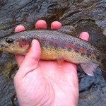 A beautiful Smoky Mountain rainbow trout caught on a dry fly in winter