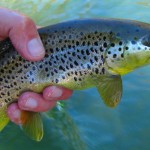 Clinch River Brown trout