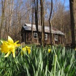Daffodils near an old cabin at Elkmont in the Smokies
