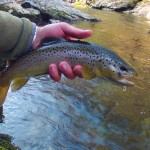 This brown trout ate a Quill Gordon dry fly