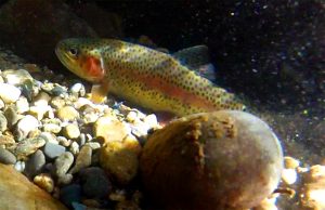 Rainbow Trout Underwater