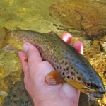 Smoky Mountains brown trout caught on a dry fly